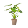 Monstera Deliciosa Tauerii