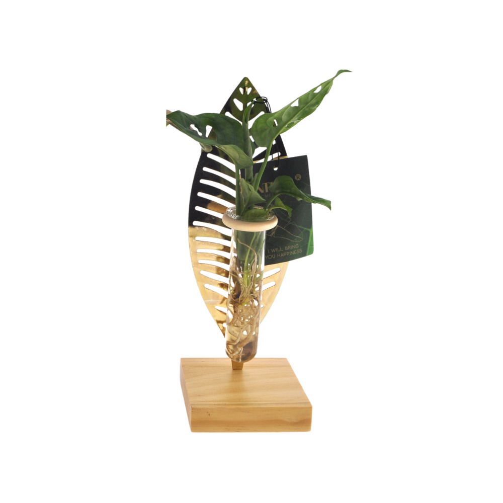 Productfoto van Mother's Day - Kamerplanten Mix In Verona Glas