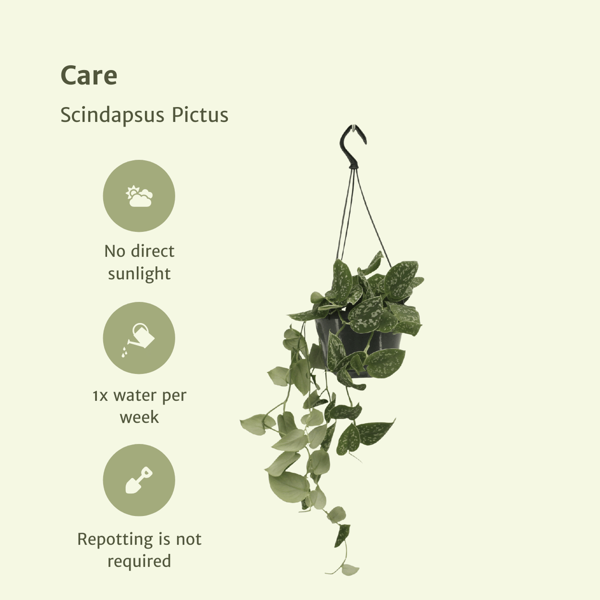 Detailfoto van Scindapsus Pictus (Epipremnum) - 2 stuks