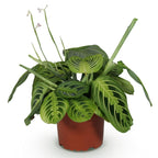 Maranta Fascinator Lemon Lime - Gebedsplant, plant in pot