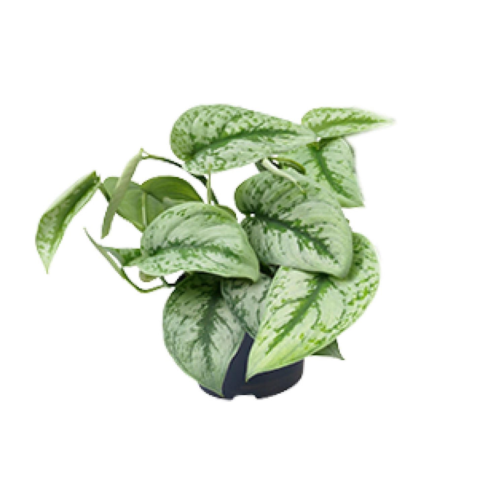 Productfoto van Scindapsus pictus 'Trebie', zilver gespikkeld, 15 cm hoog