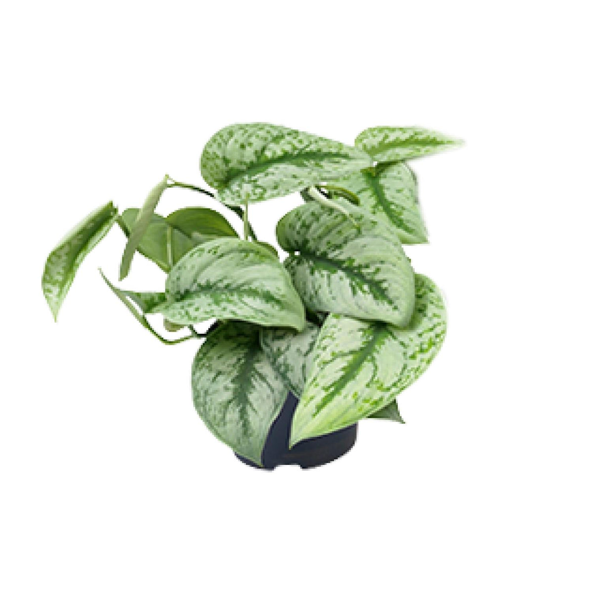 Productfoto van Scindapsus pictus 'Trebie', zilver gespikkeld, 15 cm hoog