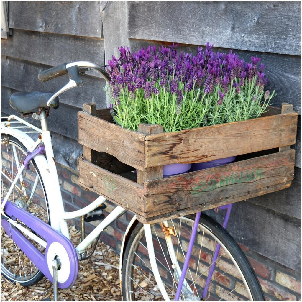 Productafbeelding van Pureplant
