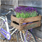 Productafbeelding van Pureplant