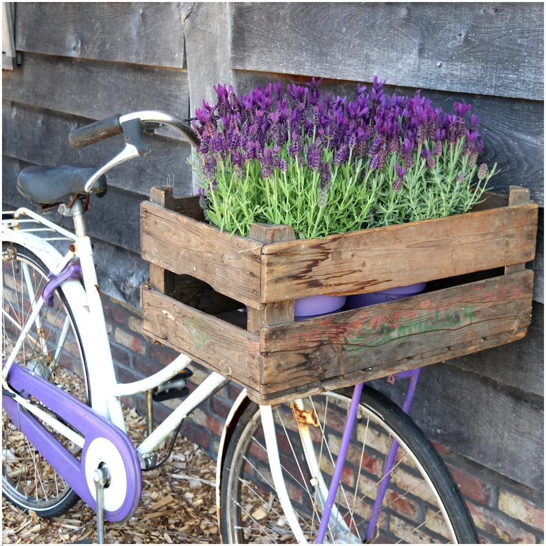 Productafbeelding van Pureplant