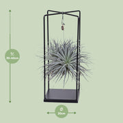 Tillandsia Cube Mix 1 stuk