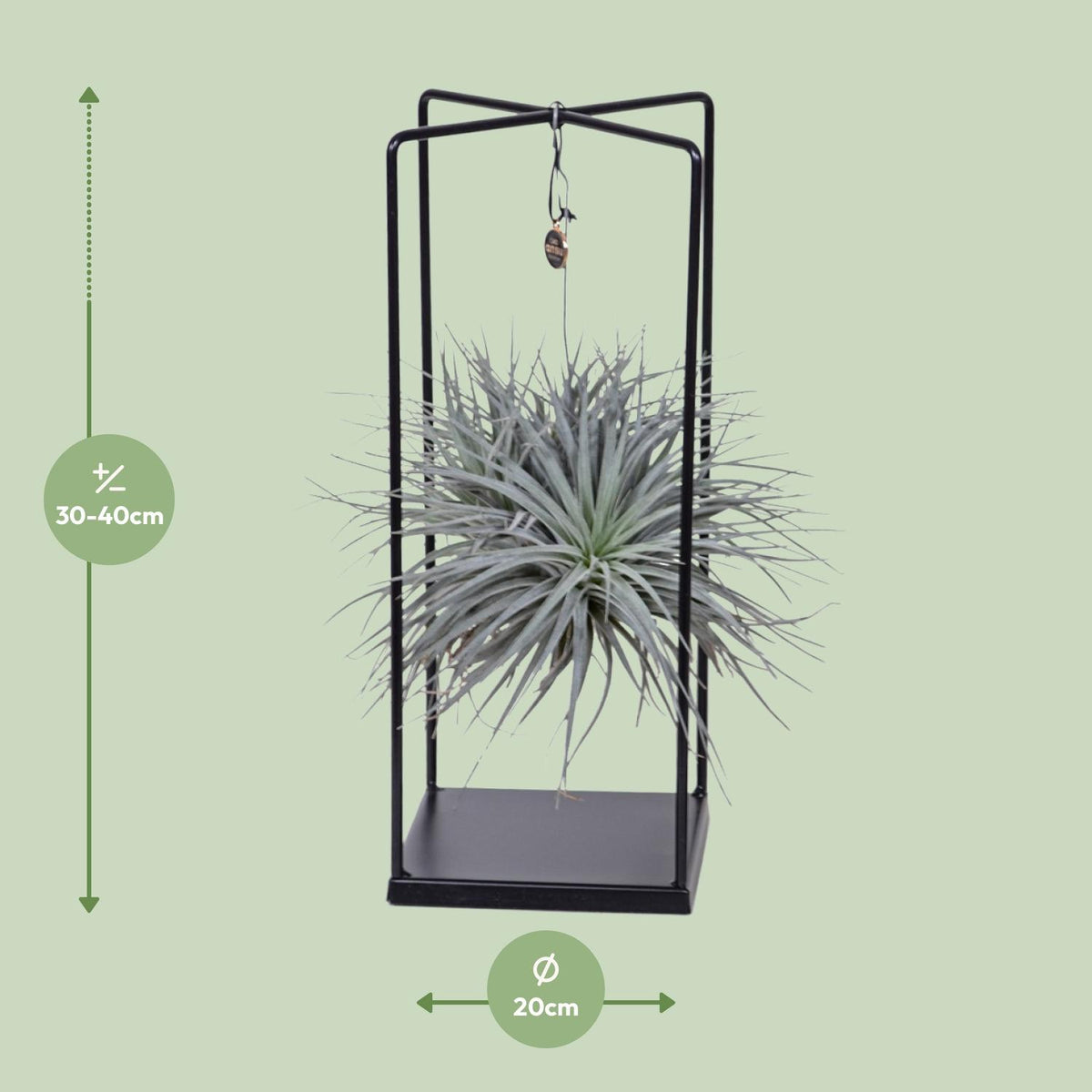 Tillandsia Cube Mix 1 stuk, detail van het blad