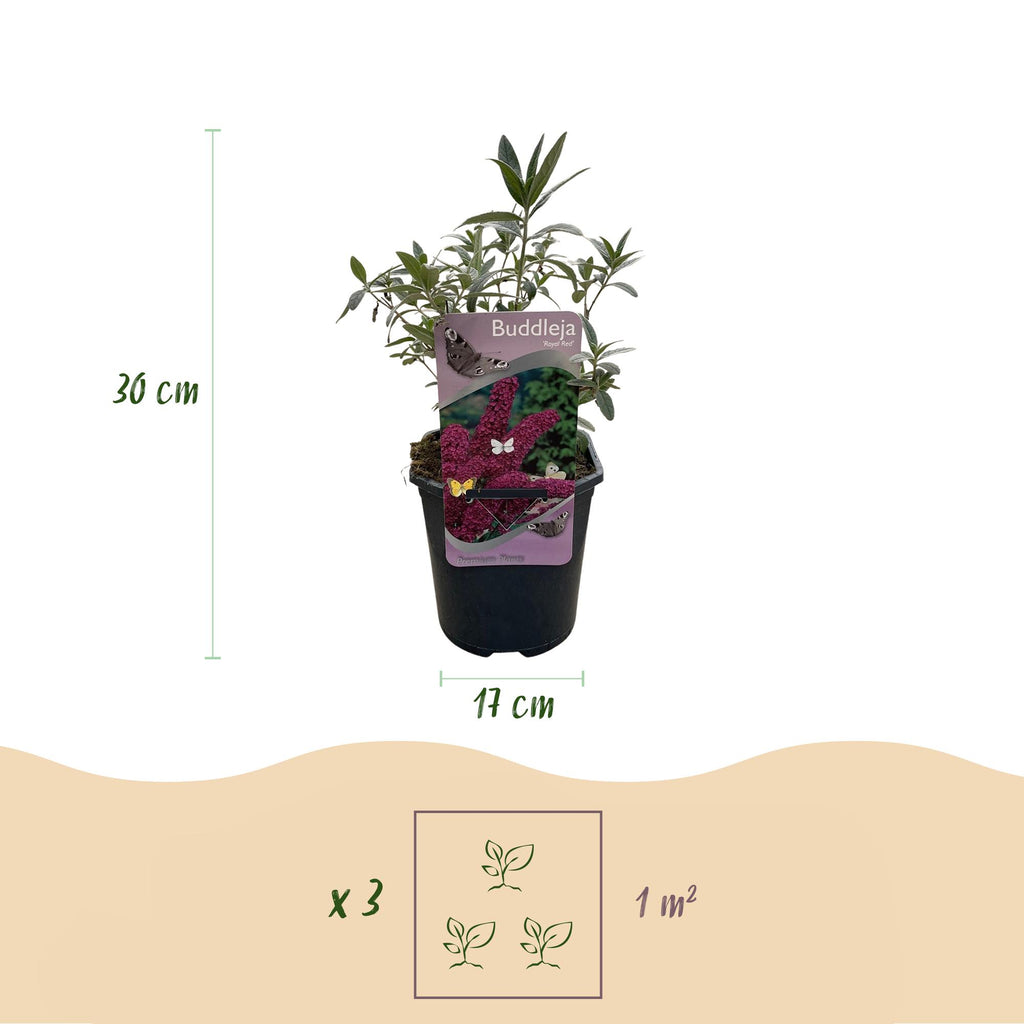 Buddleja davidii Royal Red, groeiwijze van de plant