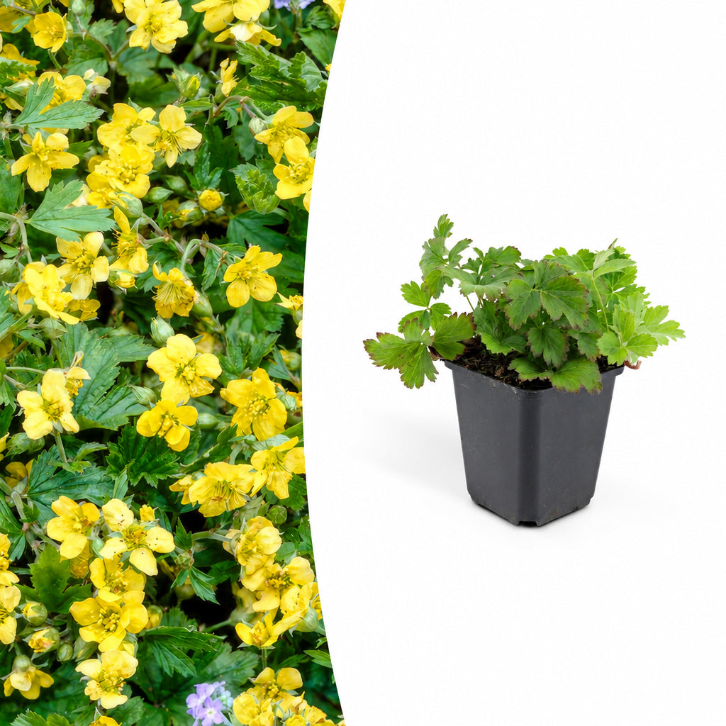 Waldsteinia ternata, plant in pot