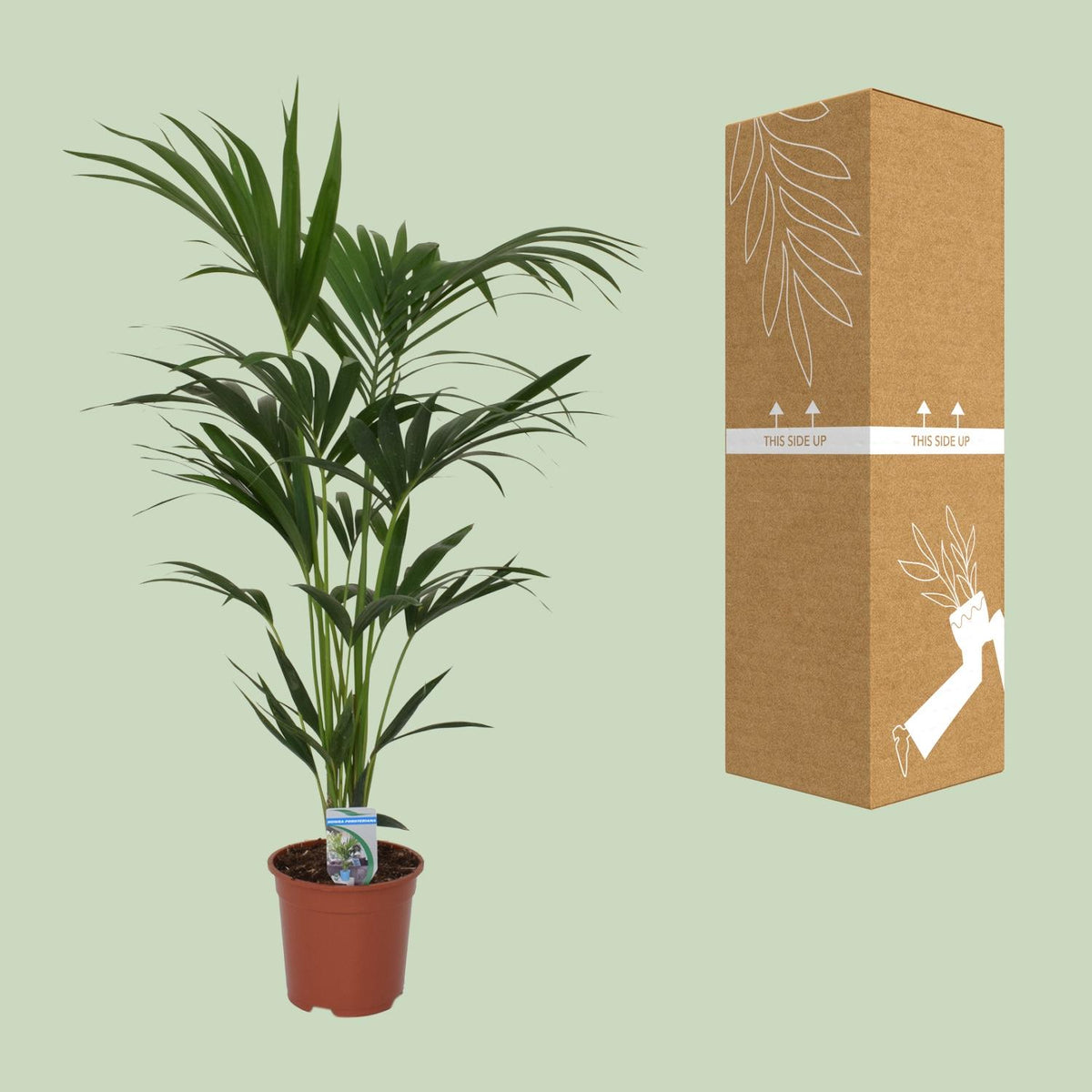 Howea forsteriana, kenmerkend blad