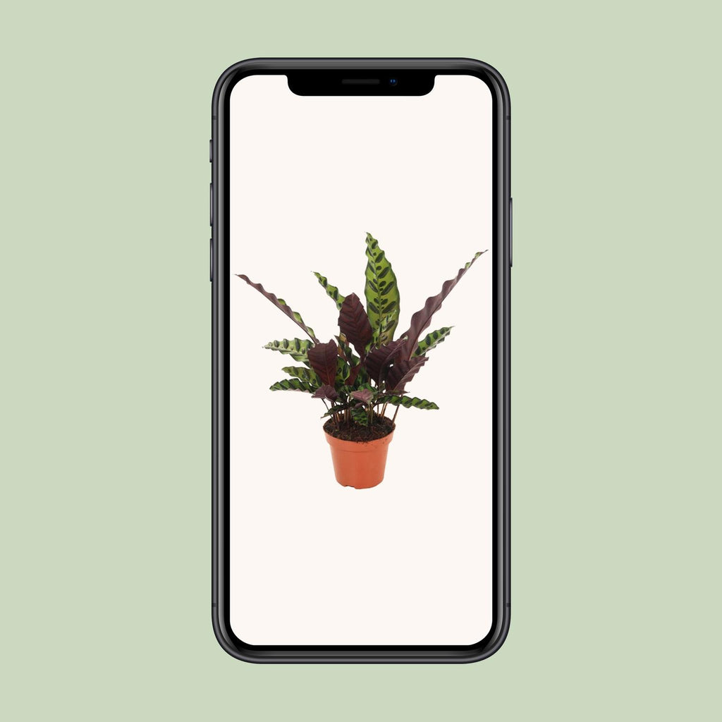Detailfoto van Calathea Insignis