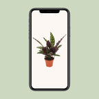 Detailfoto van Calathea Insignis