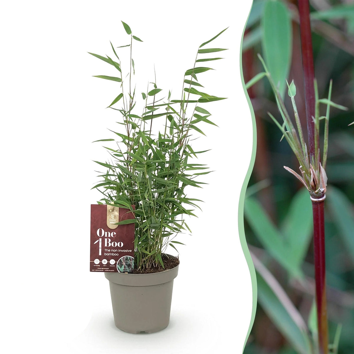 Fargesia nitida Red Dragon, plant in pot