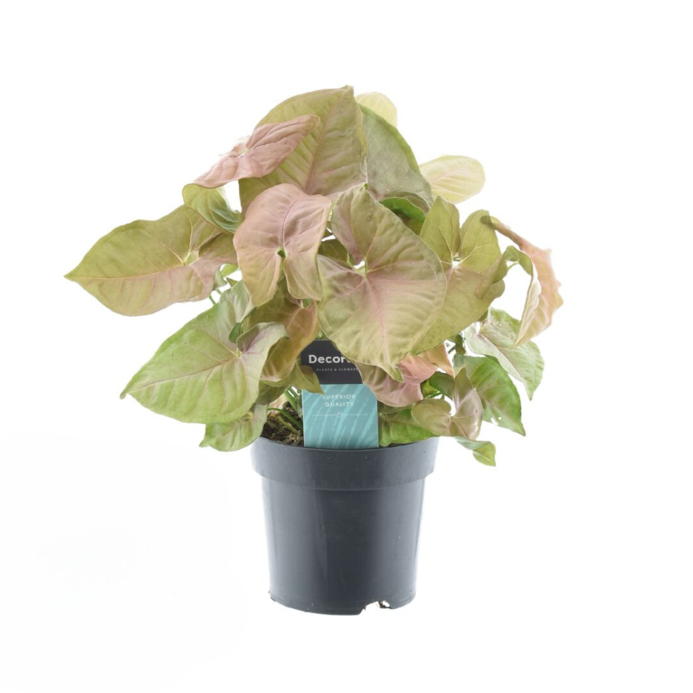 Detailfoto van Syngonium Red Heart Feel Green