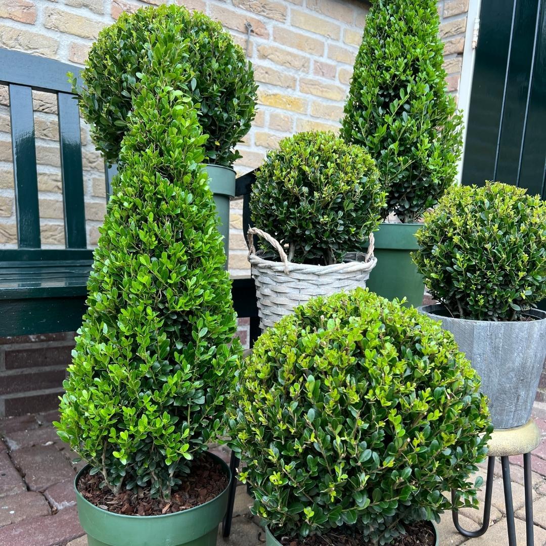 Ilex piramide | Ø, detail van het blad