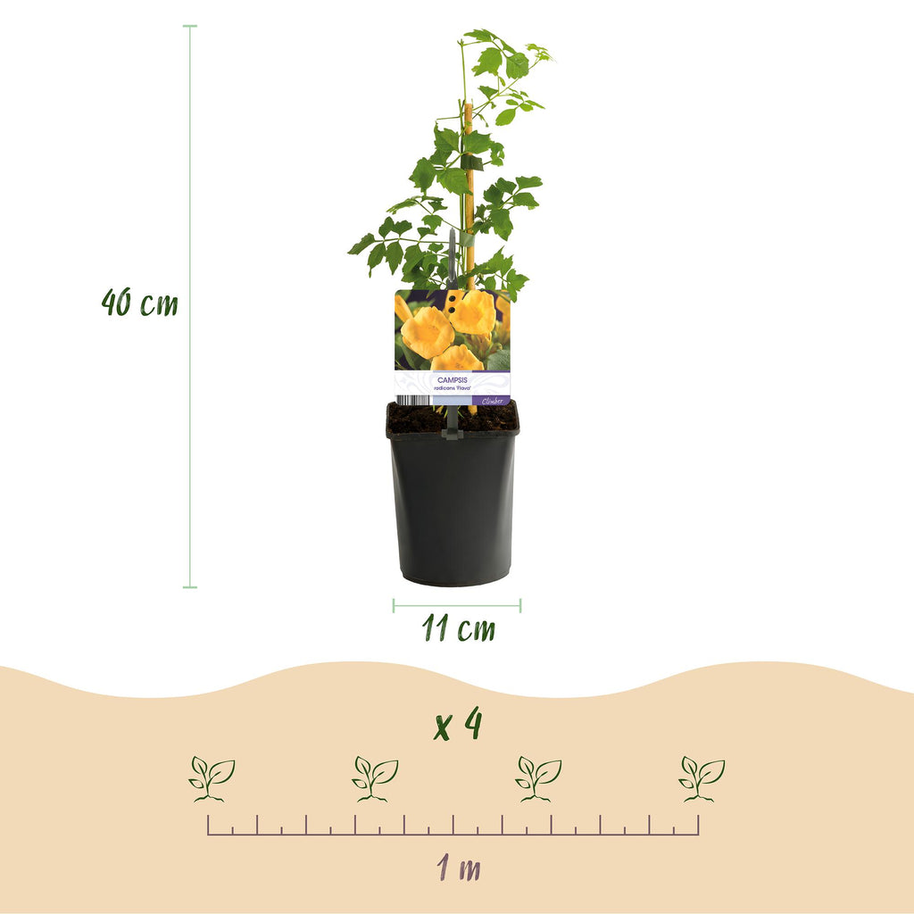 Campsis radicans Flave, kenmerkend blad