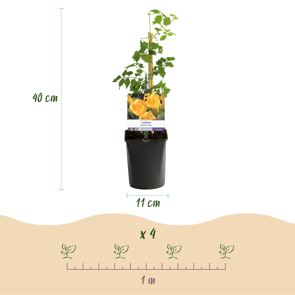 Campsis radicans Flave, kenmerkend blad