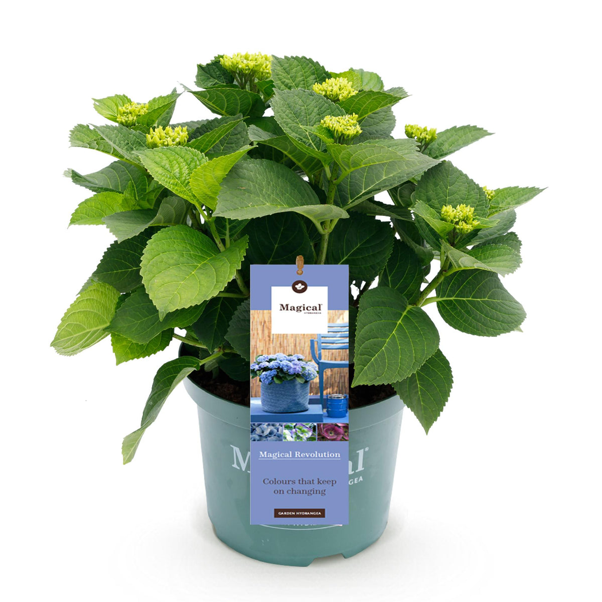 Hortensia Hydrangea Magical Revolution Blue, kenmerkend blad