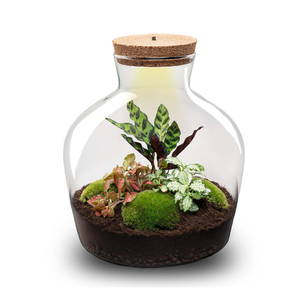 DIY plantenterrarium met licht, Fat Joe Red, compleet setje, kenmerkend blad