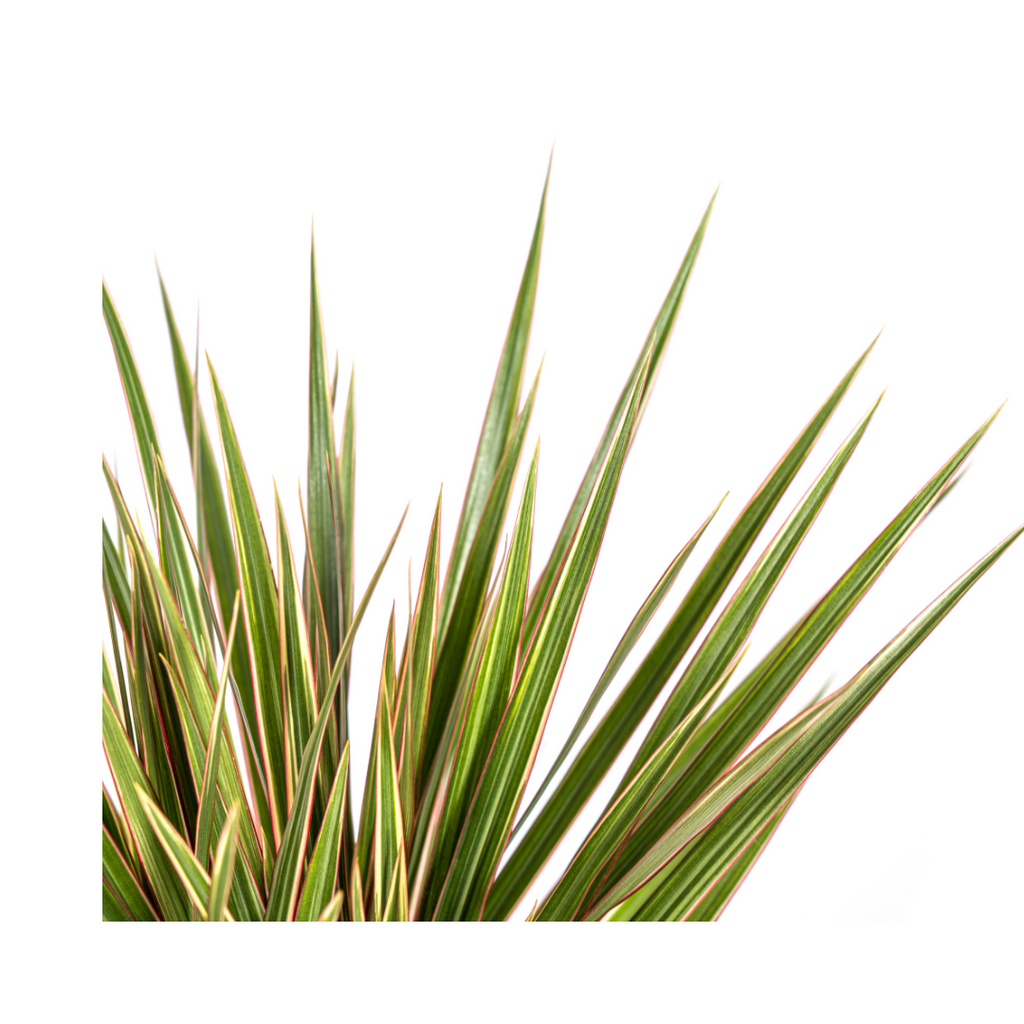 Dracaena Marginata Bicolor, kenmerkend blad