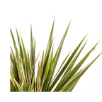 Dracaena Marginata Bicolor, kenmerkend blad
