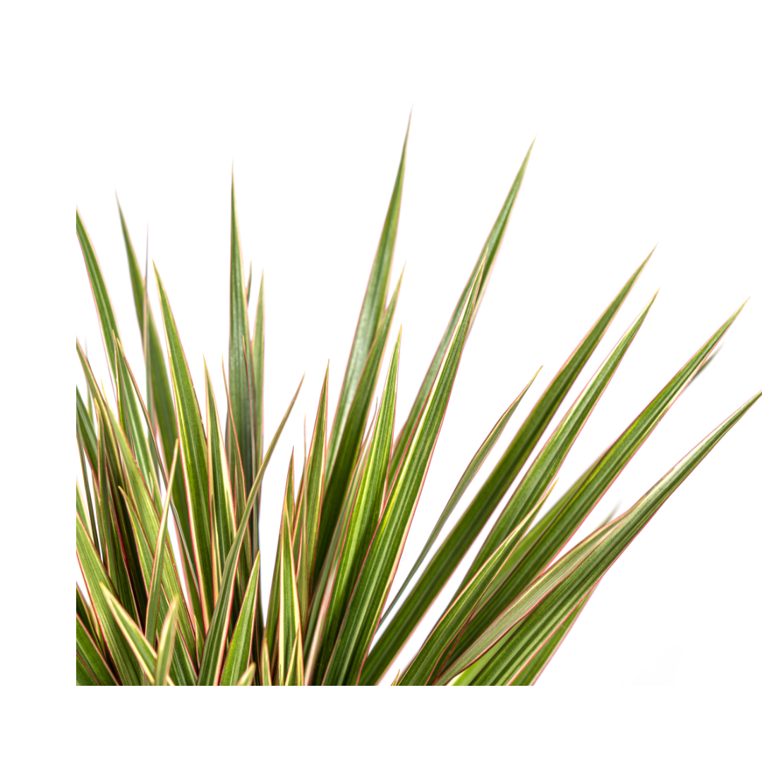Dracaena Marginata Bicolor, kenmerkend blad