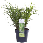 Detailfoto van Miscanthus sinensis Strictus