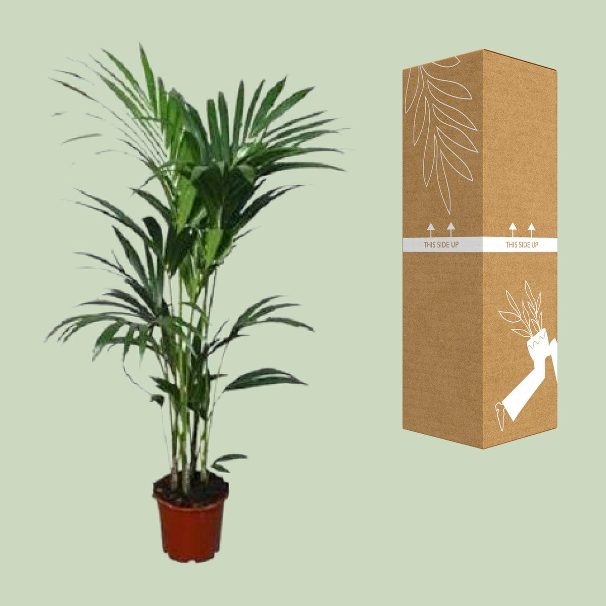Detailfoto van Howea forsteriana