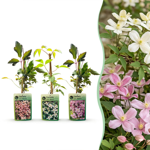 Bergclematis Clematis montana mix, wit en roze, plant in pot