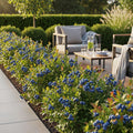 Blauwe bes Vaccinium corymbosum Northland, decoratieve plant