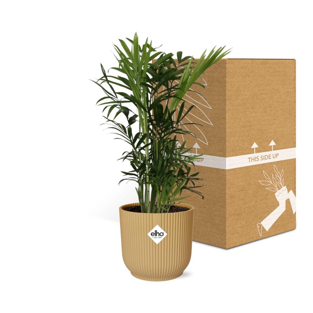 Detailfoto van Chamaedorea Elegans in ELHO Vibes Fold 14cm geel