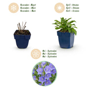 Perzikbladklokje persicifolia, 24x met blauwe bloemen