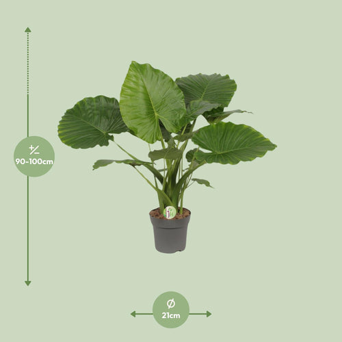 Detailfoto van Alocasia Gageana California