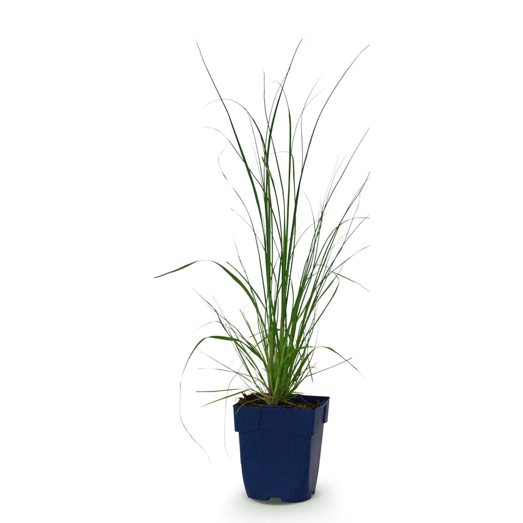 Dwergpampasgras Cortaderia 'Pumila', met pluim, grijs, plant voor binnen