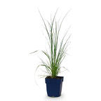 Dwergpampasgras Cortaderia 'Pumila', met pluim, grijs, plant voor binnen