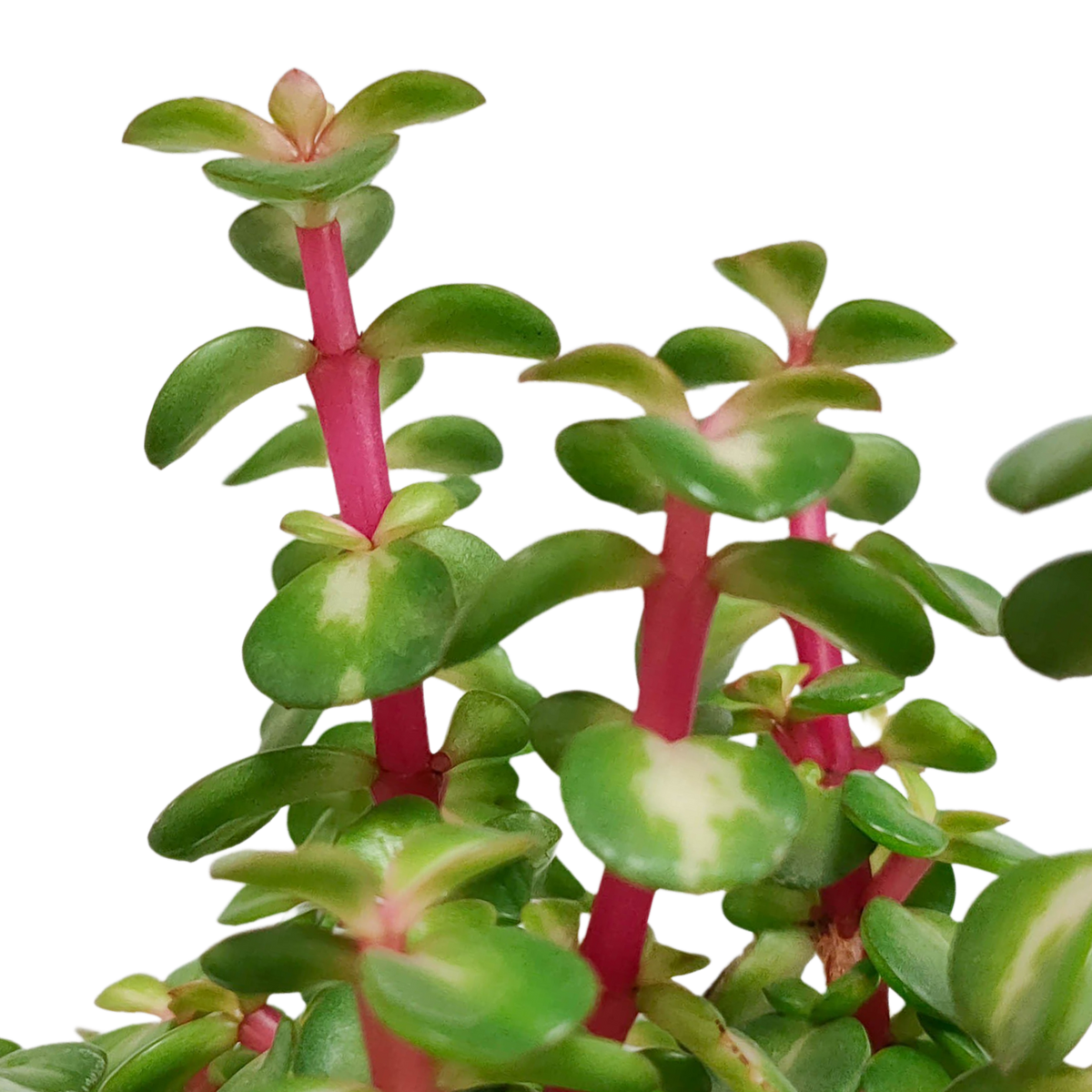 Productafbeelding van Pureplant