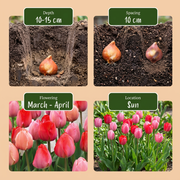 Tulp Pink-Red bloembollen, roze en rood, foto 4