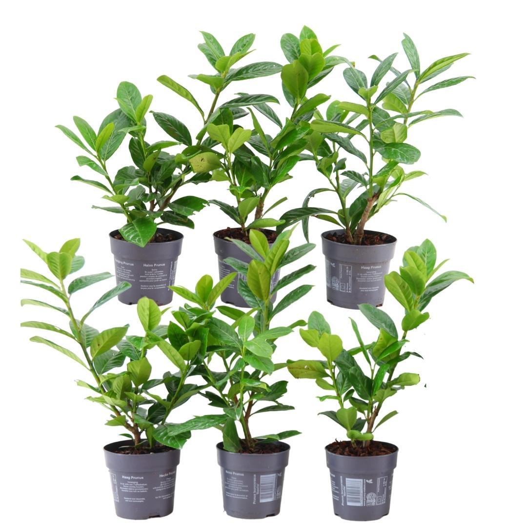 Laurierkers haag Prunus 'Novita', 6 planten voor 1 meter, detail van het blad