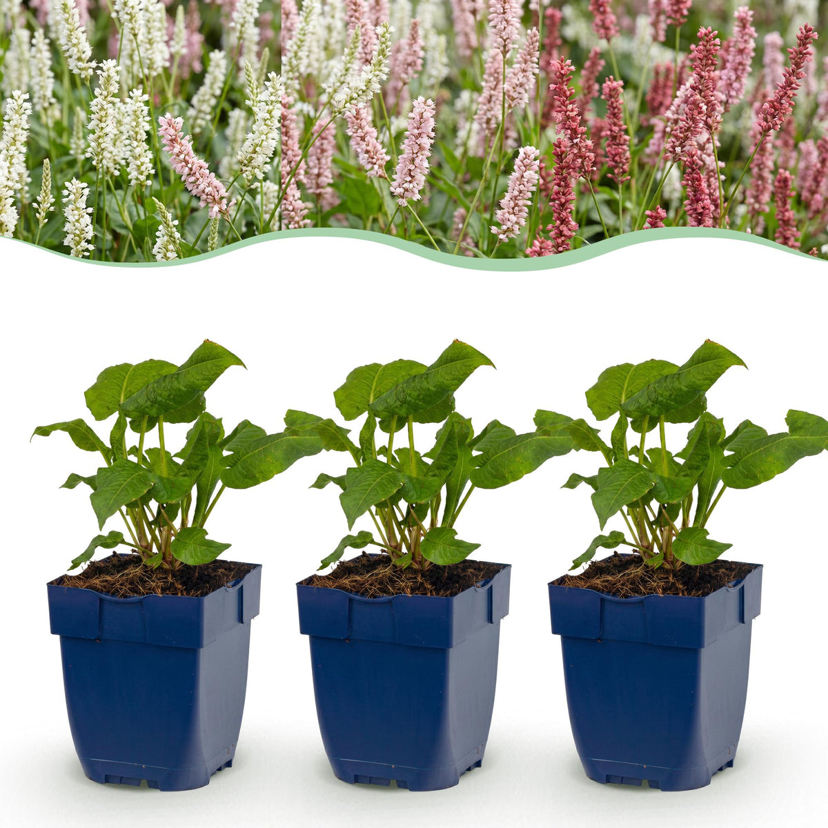 Duizendknoop Tricolour, met rode, roze en witte bloemen, groene bladeren