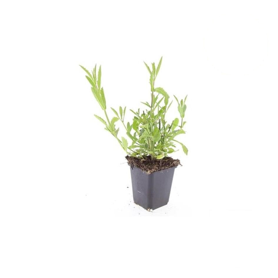 Verbena bonariensis, kenmerkend blad