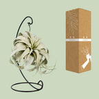 Tillandsia King Xero, kenmerkend blad