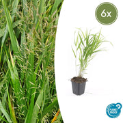 Hakonechloa macra