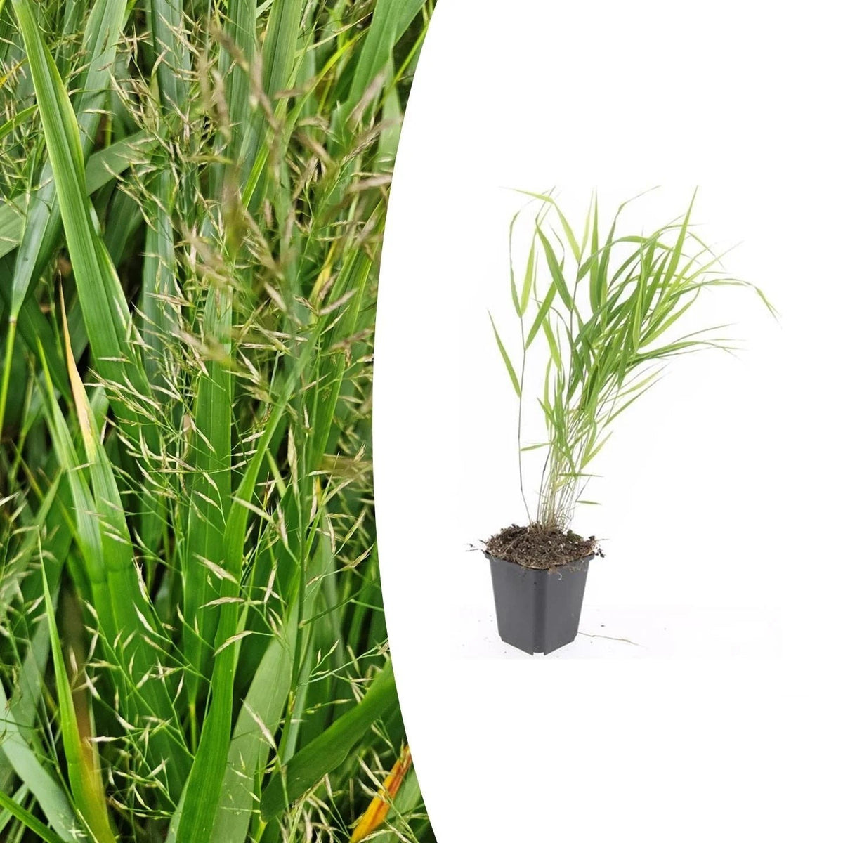 Hakonechloa macra, plant in pot