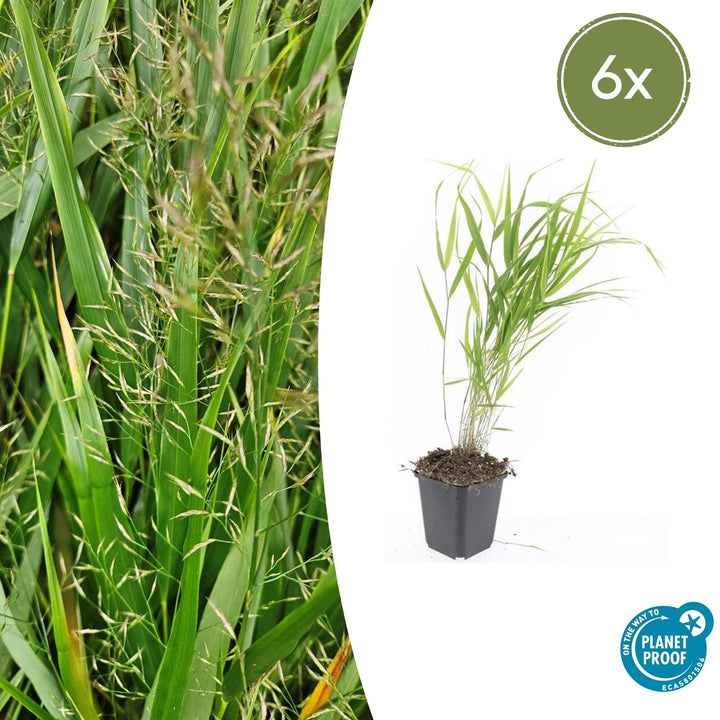 Hakonechloa macra