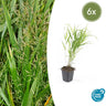 Hakonechloa macra