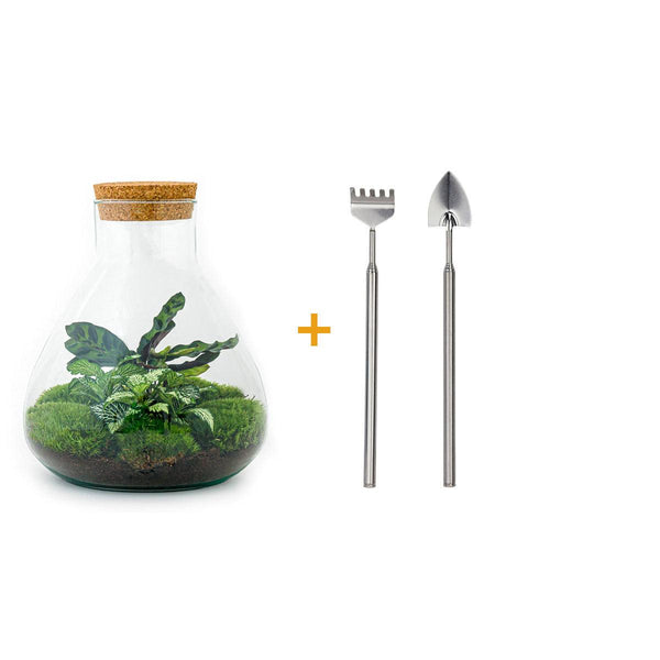 DIY terrarium - Sammie Calathea - Met hark en schep