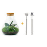 DIY terrarium - Sammie Calathea - Met hark en schep
