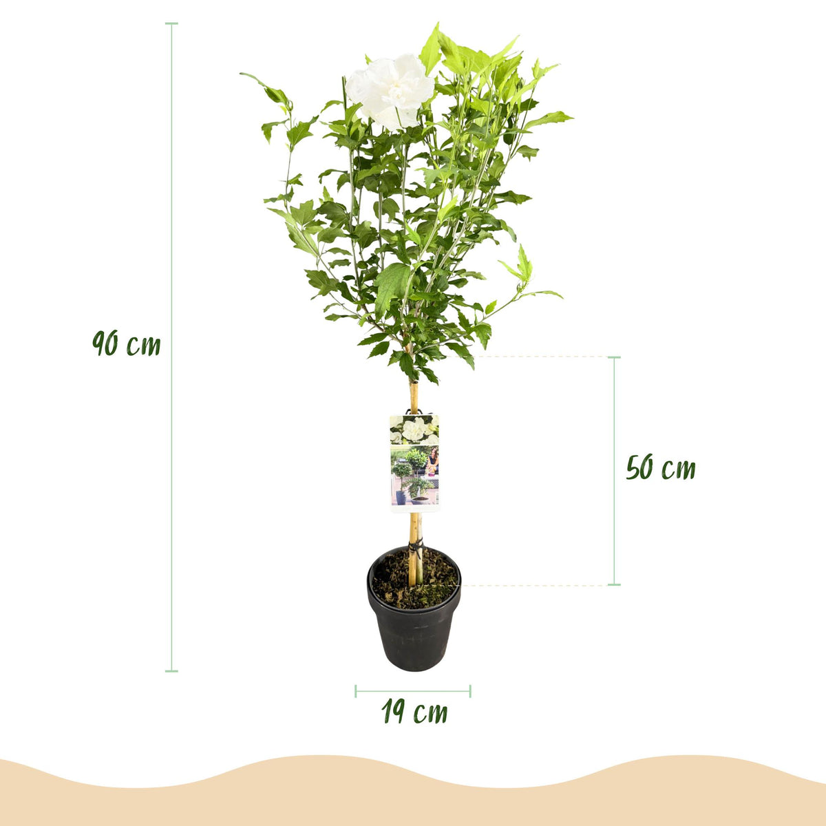 Hibiscus syriacus White Chiffon®, kenmerkend blad