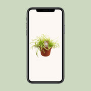 Drosera Capensis