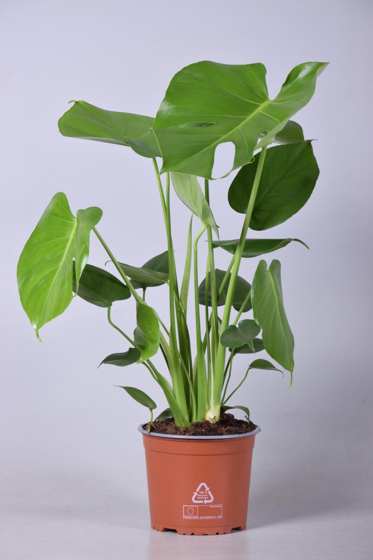 Monstera Deliciosa, plant in pot
